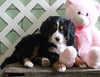 AKC Registered Bernese Mountain Dog For Sale Millersburg, OH Female- Calli