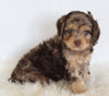 Cavapoo For Sale Beach City OH Male-Snickers