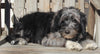 Aussiedoodle For Sale Millersburg OH Female-Tasha