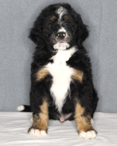 Bernedoodle For Sale Sugarcreek OH Male-Cash