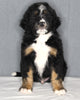 Bernedoodle For Sale Sugarcreek OH Male-Cash