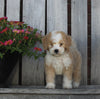 Mini Bernedoodle For Sale Sugarcreek OH Male-Cinnamon