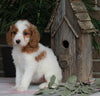Medium F1BB Goldendoodle For Sale Millersburg OH Female-Dollie