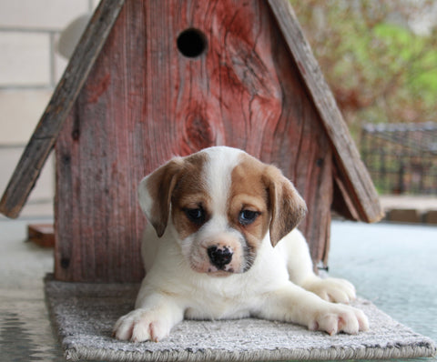 Puggle For Sale Sugarcreek OH Male-Max