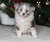 Mini Australian Shepherd For Sale Orrville OH Male-Blu