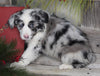 Australian Shepherd For Sale Shreve OH Male-Blueberry Cupcake
