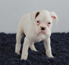 AKC Registered Boxer For Sale Millerburg OH Female-Ashley