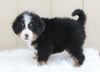 AKC Registered Bernese Mountain Dog For Sale Brinkhaven, OH Male- Moose