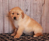 AKC Golden Retreiver For Sale Fredricksburg OH Female-Julia