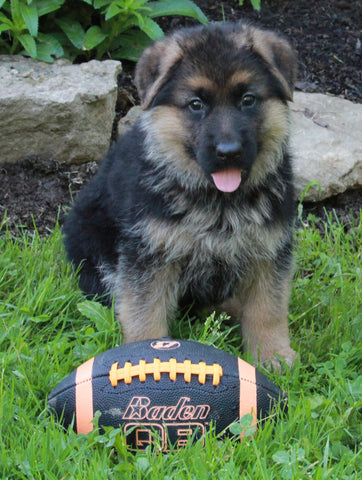 AKC Registered German Shepherd For Sale Millersburg OH Female-Roxie