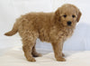 Mini Goldendoodle For Sale Beach City OH Female-Kaya