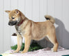 AKC Registered Shiba Inu For Sale Dundee, OH Female- Sally
