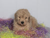 F1B Labradoodle For Sale Millersburg, OH Male- Bruno