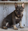 AKC Registered French Bulldog For Sale Millersburg OH -Male Storm