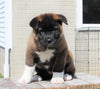 AKC Registered Akita For Sale Millersburg, OH Female- Luna