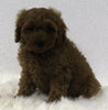 Cavapoo For Sale Holmesville OH Male-Buster