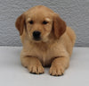 AKC Registered Golden Retriever For Sale Brinkhaven OH Male-Wyatt