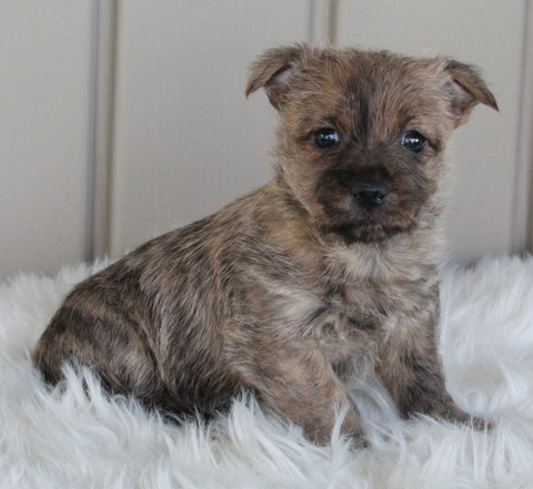 AKC Registered Cairn Terrier For Sale Millersburg OH Male-Zeke