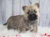 AKC Registered Cairn Terrier For Sale Millersburg, OH Male- Rocky