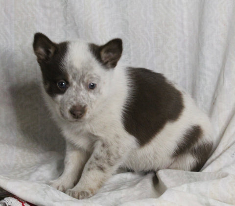 Texas Heeler Siberian Husky Mix For Sale Fredericksburg OH Female-Tracie