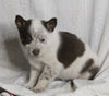 Texas Heeler Siberian Husky Mix For Sale Fredericksburg OH Female-Tracie