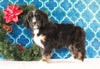 Bernedoodle (Standard) For Sale Sugarcreek, OH Female- Misty