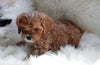 Cavapoo For Sale Baltic, OH Male- Ralphie