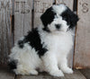 AKC Registered Moyen Poodle For Sale Wooster OH Male- Axel