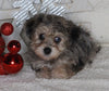 Yorkie-poo For Sale Millersburg OH Female-Daisy