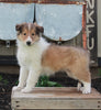 AKC Registered Collie Lassie For Sale Fredricksburg OH Female-Hazel