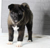 AKC Registered Akita For Sale Millersburg OH Male-Frosty