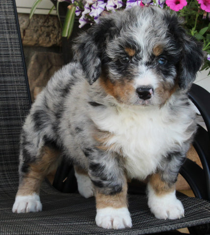 Mini Bernedoodle For Sale Mt Hope OH Male-Oliver