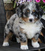 Mini Bernedoodle For Sale Mt Hope OH Male-Oliver