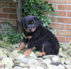 AKC Registered Rottweiler For Sale Shreve OH Male-Riley