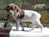 AKC Registered German Shorthaired Pointer For Sale Fredericksburg OH Female-Marley