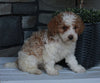 AKC Registered Moyen Poodle For Sale Wooster OH Female-Annie