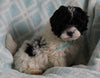 Shih-Poo For Sale Applecreek OH Male-Teddy