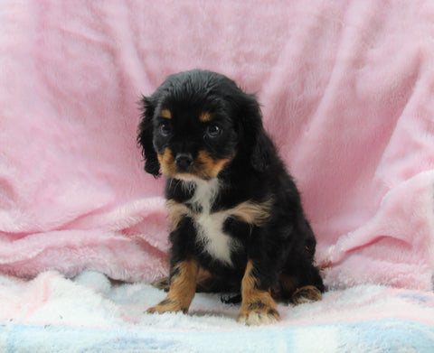 Cavalier For Sale Millersburg OH Female-Teresa