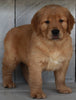 AKC Registered Golden Retriever For Sale Millersburg OH-Male Ashton