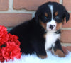 AKC Registered Bernese Mountain Dog For Sale Sugarcreek OH Male-Cuddles