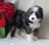 Mini Bernedoodle For Sale Millersburg OH Male-Caleb
