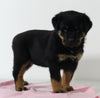 AKC Registered Rottweiler For Sale Wooster OH Female-Bella