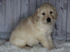Goldendoodle For Sale Sugarcreek, OH Male- Jackson