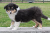 Collie (Lassie) For Sale Fredricksburg , OH Betz