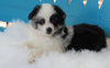 Mini Australian Shepherd For Sale Fredericksburg OH -Female Sky