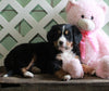 AKC Registered Bernese Mountain Dog For Sale Millersburg, OH Female- Candi