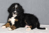Bernedoodle For Sale Sugarcreek OH Male-Cash