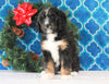 Bernedoodle (Standard) For Sale Sugarcreek, OH Female- Misty