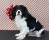 AKC Registered Cavalier KCS For Sale Applecreek OH Male-Skippy PROVEN BREEDER