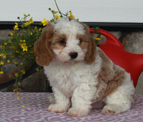 Cavapoo For Sale Sugarcreek OH Female-Sophia